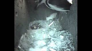 Holywells Park Blue Tit Box Woodpecker Predation  Full Timeline  May 2015 [upl. by Hna735]