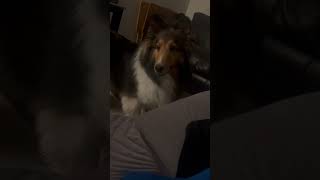 Shetland Sheepdog the ultimate protection dog 😂 😂 ❤️ [upl. by Ethben]