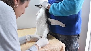 15 pingüinos son devueltos al océano tras su rehabilitación en Argentina [upl. by Entroc]