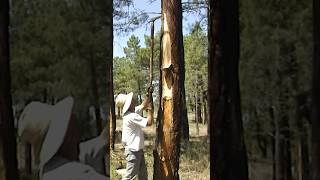 SHORT  🌲 Los RESINEROS Obtención tradicional de RESINA de los pinos Vídeo completo en mi canal [upl. by Volin]