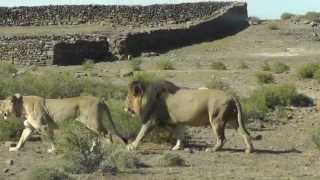 Karoo National Park Lions  Nov 2012 [upl. by Yer850]