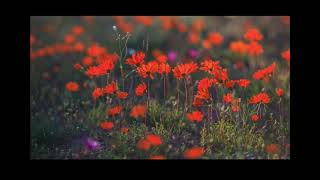 Namaqualand Northern Cape South Africa spring flower extravaganza [upl. by Kirschner854]