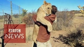 Lion hugger This is how Sirga the lion greets her owner  BBC News [upl. by Khalid611]