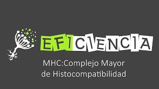 MHC Complejo Mayor de Histocompatibilidad Reconocer lo Propio de lo Extraño [upl. by Phenice]