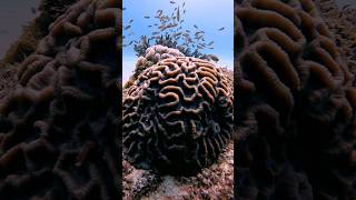 BRAIN CORAL viral scubadiving oceanlife coral sea reef [upl. by Kostival]