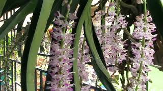 Basic care of rhynchostylis retusaFoxtail orchid [upl. by Narmi]