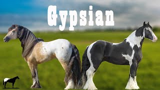 Futura Raza quotGypsianquot Caballos Gypsyfrison🐴Del Cerro Soy [upl. by Hsetirp]