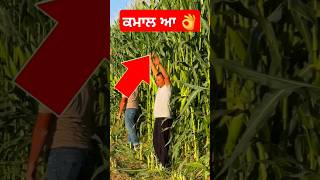 ਆ ਤਾਂ ਕਮਾਲ ਕਰੀ ਪਈ ਆ 👌👌agriculture Canada youtubeshorts farming vlog [upl. by Alburga488]