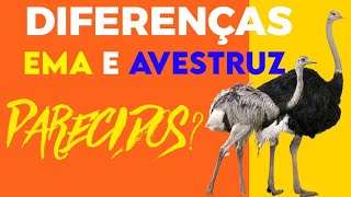 DIFERENÇAS ENTRE EMA E AVESTRUZ [upl. by Doowle]