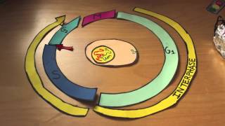 The Cell Cycle Stop Motion Video Project [upl. by Etnovaj314]