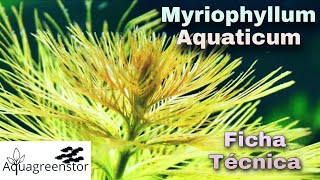 Myriophyllum Aquaticum  Ficha Tecnica  Aqua Green Fk [upl. by Lorrimer]