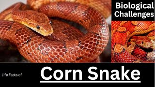 Corn Snake [upl. by Arihday814]