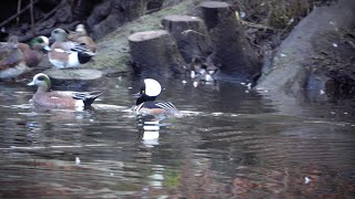 Hooded Merganser 20230123 [upl. by Yehc]