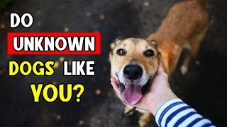 Do UNKNOWN DOGS Tend to LIKE You HERES WHY [upl. by Cornell]