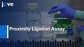 Proximity Ligation Assay to Visualize Proteins produced by DNA Damage  Protocol Preview [upl. by Adnorat166]