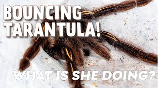 BOUNCING TARANTULA [upl. by Anez234]