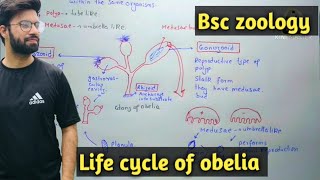 Obelia Characteristics  Life Cycle  Class Bsc Zoology [upl. by Ahsenik471]