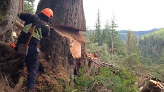 Giant Tree Chopping Skills Fastest Powerful Tree Shredder amp Wood Chipper Machines [upl. by Tutto]