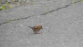 Eurasian Tree Sparrow Eats Cricket on the Road [upl. by Eladnyl]