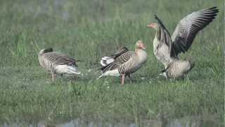 Greylag Goose [upl. by Eremehc]