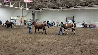 Illinois 4H 2024 Milking Shorthorn Fall Yearling Heifers [upl. by Arykahs329]