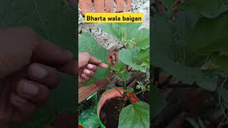 बैगन का फ्लावर shortsfeed baigan gardening growbag youtubeshorts [upl. by Norrag]