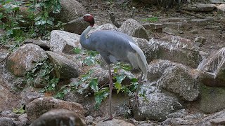 赤頸鶴 Sarus Crane [upl. by Justina]