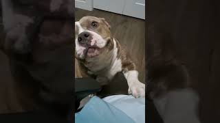 CUTE AMERICAN BULLY WANTS MORE HEAD SCRATCHES  Dog shorts [upl. by Schwab563]