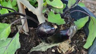 How I Grow My Japanese Eggplant in a Pot [upl. by Hesoj397]