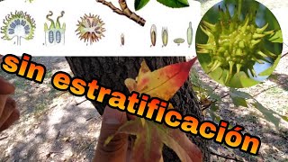 liquidambar sin estratificacion donde encontrar semillas [upl. by Zicarelli]