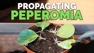 How to Propagate Peperomia 2 Easy Methods [upl. by Searby]