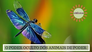 Significado da Libélula  O Poder Oculto do Animal de Poder [upl. by Sung]