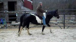 Teaching your horse to flex at the poll using Dr Cooks Bitless Bridle [upl. by Aggri]