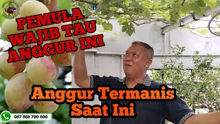 PEMULA WAJIB TAU  ANGGUR TERMANIS SAAT INI DI KEBUN ANGGUR IMPORT JAKARTA basanti SUPRIANTO [upl. by Diogenes685]