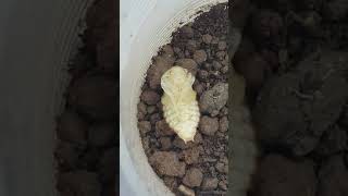 PredatÃ¶r bÃ¶cek Calosoma larva ve pupa Prof Dr HÃ¼seyin Ã‡ETÄ°N Larvae C sycophanta Carabidae [upl. by Tihw]