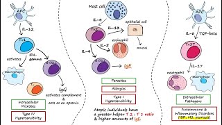 Helper T Cells [upl. by Countess]