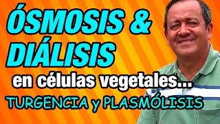 Ósmosis y Diálisis en células vegetales y sus efectos Turgencia y Plasmólisis [upl. by Sedicla]