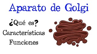 🌐 ¿Qué es el Aparato de Golgi 💥 Características y Funciones Fácil y Rápido  BIOLOGÍA [upl. by Neirad]