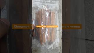 Cinnamon  दालचीनी  Cinnamomum verum Cigar quality dalchini [upl. by Heathcote518]