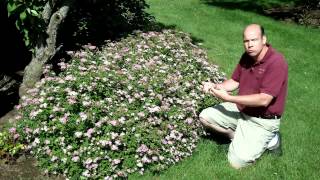 Spiraea japonica Little Princess  Little Princess Japanese Spirea  Summer Flowering Shrub [upl. by Orland]