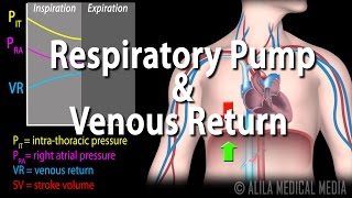 How Respiratory Pump Affects Venous Return Animation [upl. by Aubreir]