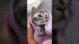 How To Calm Cats For Baths [upl. by Ahsil]