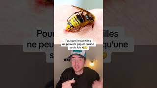 POURQUOI LES ABEILLES NE PEUVENT PIQUER QU’UNE SEULE FOIS [upl. by Jasmine]