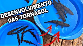 Desenvolvimento de Trairão Tornasol  Como estão os peixes após 4 meses  criar traíra [upl. by Arodnahs]