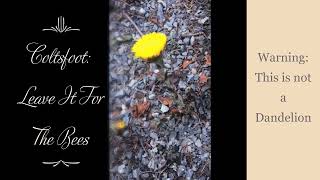 Coltsfoot Leave It To The Bees SUBSCRIBE✅ LIKE👍 RING BELL🔔 SHARE  THANKS💖 [upl. by Pruchno]