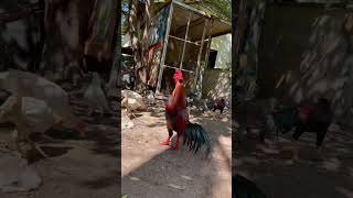 The Best Rooster Vietnam Cupa Breed 2024 roosters ayam roosterchicken [upl. by Nuahs]