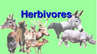 What are Herbivores Video for Kids [upl. by Brigit]