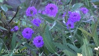 Verbena rigida  slender vervain  tuberous vervain Verbenaceae [upl. by Illona]