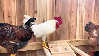 Proud Rooster farming rooster roostercrowingsoundeffect homestead chicken [upl. by Pelletier523]