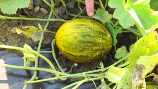 Lambkin Piel de Sapo Melon How amp When to Harvest [upl. by Norab]